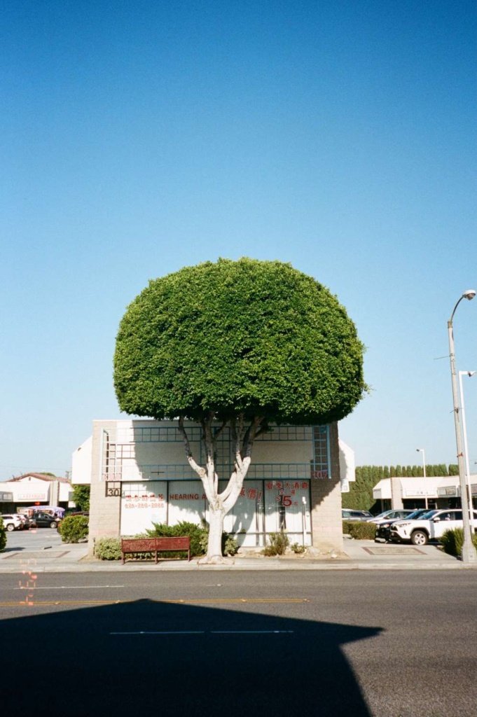 bedfordtowers street photography film tree
